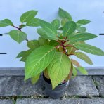 Hortenzia metlinatá (Hydrangea paniculata) ´LIVING INFINITY´® by LIVING CREATIONS® výška 20-30 cm, kont. C1,5L - 150 dní kvitnutia!